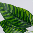 GloboStar® ZEBRA PLANT 78221 Τεχνητό Φυτό Ζέβρα - Μπουκέτο Διακοσμητικών Φυτών - Κλαδιών με Φύλλωμα Πράσινο Υ16cm