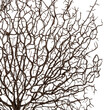 GloboStar® Artificial Garden BROWN CORAL BRANCH 21467 Τεχνητό Διακοσμητικό Κλαδί Καφέ Koράλι Y49cm
