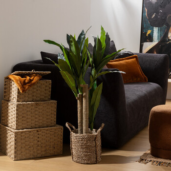 Atmosphera  Τεχνητό Φυτό Δράκαινα "Onia"
Μαύρη γλάστρα, Υ.105 εκ.  198198