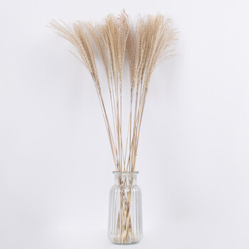 GloboStar® MISCANTHUS 36536 Αποξηραμένο Φυτό Μίσχανθος - Μπουκέτο Διακοσμητικών Κλαδιών Μπεζ Υ80cm