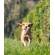 Tractive DOG 4 GPS Παρακολούθησης δραστηριότητας σκύλου White (Τεμάχιο)-