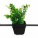 GloboStar® FLOWERPOT 10001211 Μοντέρνο Κρεμαστό Φωτιστικό Οροφής Μονόφωτο 1 x E27 Μαύρο Μεταλλικό με Διακοσμητικό Φυτό Φ30 x Y30cm