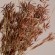 GloboStar® CYPERUS 36500 Αποξηραμένο Φυτό Κύπειρος - Μπουκέτο Διακοσμητικών Κλαδιών Μπεζ - Καφέ Υ60cm