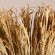 GloboStar® RISEGRASS 36505 Αποξηραμένο Φυτό Ρύζι - Μπουκέτο Διακοσμητικών Κλαδιών Μπεζ Υ60cm