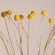 GloboStar® GRASPEDIA 36532 Αποξηραμένο Φυτό Κρασπέδια Φ2cm - Μπουκέτο Διακοσμητικών Κλαδιών Μπεζ - Κίτρινο Υ70cm