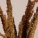 GloboStar® CURLYDOCK 36541 Αποξηραμένο Φυτό Αγριολάπαθο - Μπουκέτο Διακοσμητικών Κλαδιών Μπεζ - Καφέ Υ60cm