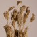 GloboStar® WILDCARROT 36546 Αποξηραμένο Φυτό Άγριο Καρότο - Μπουκέτο Διακοσμητικών Κλαδιών Μπεζ Υ60cm