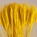 GloboStar® BARLEY 36552 Αποξηραμένο Φυτό Κριθάρι - Μπουκέτο Διακοσμητικών Κλαδιών Μπεζ - Κίτρινο Υ60cm