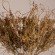 GloboStar® FERNGRASS 36556 Αποξηραμένο Φυτό Φτερόχορτο - Μπουκέτο Διακοσμητικών Κλαδιών Μπεζ Υ60cm