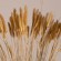 GloboStar® SETARIA 36557 Αποξηραμένο Φυτό Σεταρία - Μπουκέτο Διακοσμητικών Κλαδιών Μπεζ Υ60cm