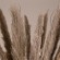 GloboStar® PAMPASGRASS 36514 Αποξηραμένο Φυτό Γρασίδι της Πάμπας - Μπουκέτο Διακοσμητικών Κλαδιών Καφέ - Γκρι Υ150cm