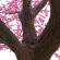 GloboStar® Artificial Garden PEACH BLOSSOM TREE 20159 Τεχνητό Διακοσμητικό Δέντρο Ανθισμένη Ροδακινιά Υ340cm