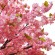 GloboStar® Artificial Garden CHERRY PRUNUS BLOSSOM TREE 20164 Τεχνητό Διακοσμητικό Δέντρο Άνθος Κερασιάς Προύμνη Υ340cm