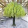 GloboStar® Artificial Garden LABURNUM TREE 20165 Τεχνητό Διακοσμητικό Δέντρο Λαβούρνο Υ340cm