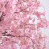 GloboStar® Artificial Garden CHERRY BLOSSOM TREE 20166 Τεχνητό Διακοσμητικό Δέντρο Άνθος Κερασιάς Υ380cm