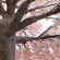 GloboStar® Artificial Garden CHERRY PRUNUS BLOSSOM TREE 20167 Τεχνητό Διακοσμητικό Δέντρο Άνθος Κερασιάς Προύμνη Υ400cm