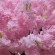 GloboStar® Artificial Garden CHERRY BLOSSOM TREE 20184 Τεχνητό Διακοσμητικό Δέντρο Βουκαμβίλια Άνθος Κερασιάς Υ320cm