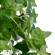 GloboStar® Artificial Garden IVY HANGING BRANCH 20251 Τεχνητό Διακοσμητικό Κρεμαστό Φυτό Κισσός Υ130cm