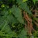 GloboStar® Artificial Garden JUNGLE FERN 20351 Τεχνητό Διακοσμητικό Πάνελ Φυλλωσιάς - Κάθετος Κήπος σύνθεση Ζούγκλα Φτέρης Μ100 x Π100 x Υ20cm