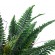 GloboStar® Artificial Garden FERN 20058 Τεχνητό Διακοσμητικό Φυτό Φτέρη Υ40cm
